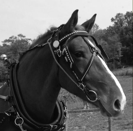 Pulling Style Bridle